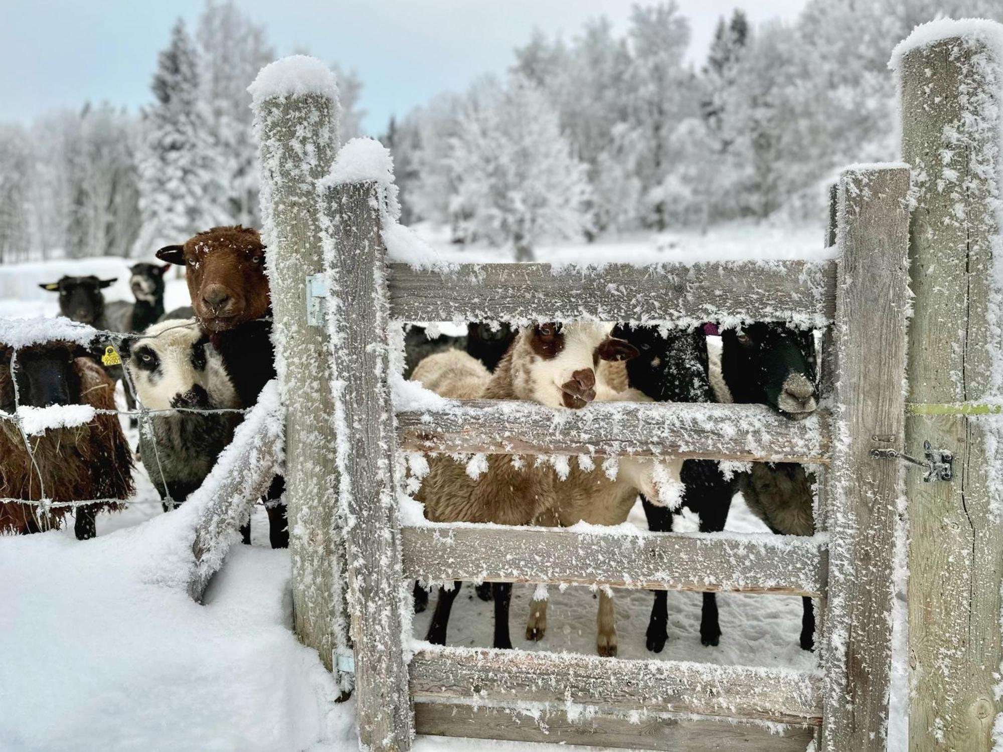 Vildmarksgard Lillviken สตรัมซุนด์ ภายนอก รูปภาพ