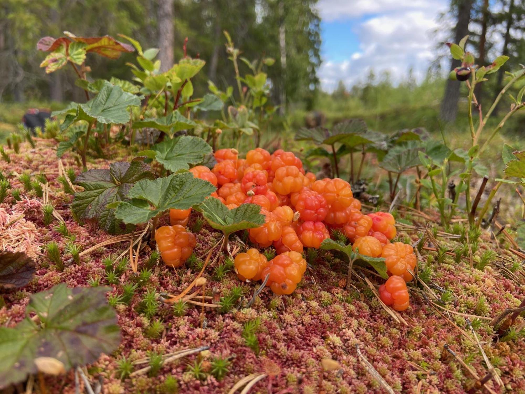 Vildmarksgard Lillviken สตรัมซุนด์ ภายนอก รูปภาพ